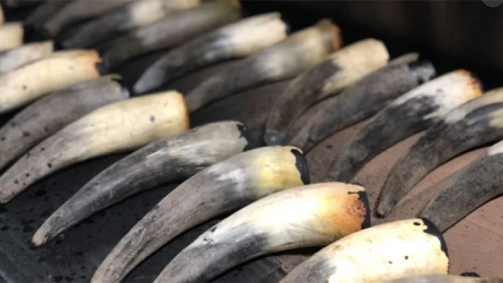 কোরবানির উচ্ছিষ্টে লুকানো কোটি ডলারের সম্ভাবনা